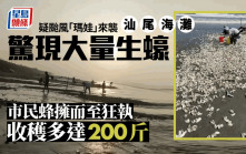 汕尾海灘突現大量生蠔 有人撿了200斤？ 官方：來路不明，別吃