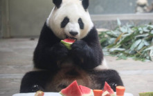 极端高温｜陕西逾40℃  熊猫食西瓜消暑