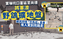 將軍澳野鴿擴地盤 寶琳坑口傳至尚德 網民：恐鳥症患者驚到兜路走｜Juicy叮