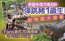 泰國人氣河馬彈跳豬1歲生日 鐵粉花近17萬投得腳印模型