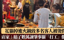 花貓掉進火鍋致客人被燙傷 ?店家：賠了數萬會讓肇事貓「打工」償還︱有片
