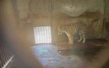 20東北虎之死︱安徽民營動物園變煉獄揭秘 　繁殖11隻僅1存活