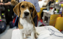 4000隻實驗小獵犬遭餵糞或監生餓死  冷血美企被罰款2.7億