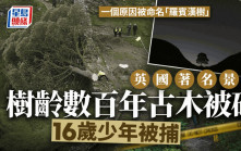 英國著名景點「羅賓漢樹」被惡意砍下  16歲少年被捕  當局：令人震驚和悲傷