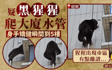 King Kong來了？︱韶關有疑似黑猩猩攀爬住宅大廈  身手靈活轉眼不見了