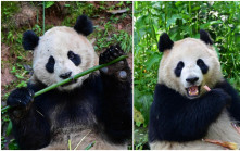 熊猫外交︱大熊猫「云川」和「鑫宝」将赴美  期限10年