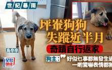 世紀暴雨｜坪輋兩狗被沖走失蹤近半月 其中一隻奇蹟自行返家 主人冀中秋團圓