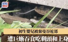 泰國曼谷2米巨蜥吞食棄嬰  吃剩頭和上身 目擊居民：嚇到嘔