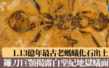 1.13億年最古老螞蟻化石出土  鐮刀巨顎揭露白堊紀地獄蟻面貌