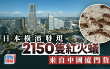 廈門港抵橫濱華貨櫃輪藏大量紅火蟻 日當局緊急滅殺2500隻
