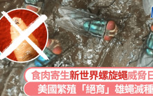 新世界螺旋蠅｜威脅牛肉產業與生態 美國農業部一招讓它「斷子絕孫」
