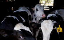 美乳牛場爆H5N1禽流感  現第2宗牛傳人個案