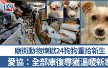 廟街動物煉獄24狗狗重拾新生 愛協：全部康復尋獲溫暖新家