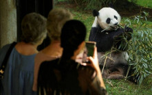 中國觀察：大熊貓將再赴美國  北京正重啟「熊貓外交」