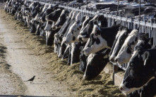 美乳牛染禽流感疫情  出現第3宗牛傳人病例