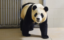 大熊貓福寶「出關」  將於六月與公眾見面