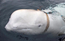 白鯨現蹤瑞典外海 疑受過俄羅斯「間諜」訓練