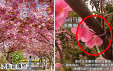 海口「櫻花節」全屬假花索帶綁樹   遊客入場呻笨鬧爆
