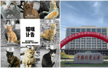 「准畢業生投毒、虐殺十幾隻校園貓咪」 中國計量大學回應：已處分