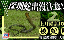 北上郊遊注意︱深圳上月10人被蛇咬坐白車入院   專家教避咬貼士