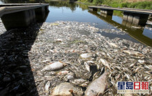 波蘭河流爆生態災難 大量魚類暴斃原因不明