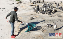 禽流感襲南非 開普敦8月以來近30隻瀕危企鵝死亡