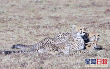 肯亞現跨物種友誼｜小獵豹初出茅廬不識獵殺 與羚羊BB親暱耍樂 