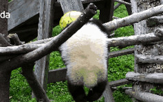 四川熊猫吊球绳缠颈 7小时后被发现窒息亡