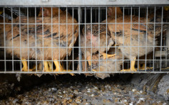 荷蘭烏德勒支省爆H5N8禽流感 港暫停進口禽產品