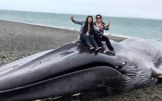 遊客爬上擱淺藍鯨上自拍 還在屍體上刻字