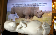 全球首例成功培育白犀牛胚胎  有助拯救瀕危物種