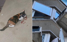 柴湾家猫7楼堕地受伤吐血 街坊怒斥猫主「有无搞错」