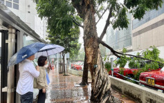 颱風蘇拉｜收3700宗塌樹報告移除2000棵危樹  政府指市面大致回復正常