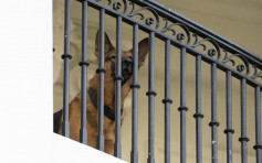 拜登愛犬「指揮官」至少11次咬人  已被帶離白宮