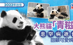 大熊貓「青糍」病逝  患罕見腸梗塞併發腸套疊