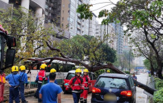 太子道西大樹壓3車 往旺角方向部分行車線封閉