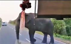 印度大象拦截巴士 伸象鼻入车抢食物