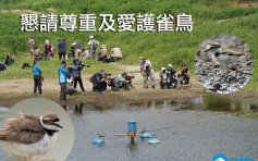 龍友為拍攝闖魚塘驅趕幼鳥 香港觀鳥會籲勿騷擾