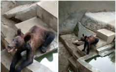 河南动物园棕熊「皮包骨」　园方辩称它年幼不会囤积脂肪