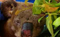 澳洲山火被救樹熊傷重 醫院決定為其執行安樂死