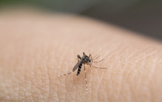 登革熱｜天水圍婦本地感染 迄今未發現相關個案 滅蚊防蚊工作持續 
