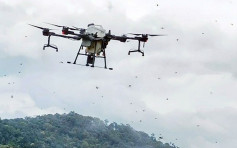 蝗蟲入侵雲南損11萬畝地 當局派無人機噴藥防治