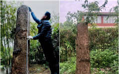 上海男修剪自种香樟树　遭城管罚款14万