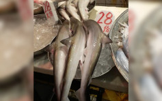 【維港會】元朗街市售鯊魚仔28元3條 網民：唔買就唔會絕種