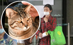 涉偷猫后要求猫主撤销起诉被控两罪 无业妇上庭再涉偷拍当值律师主任