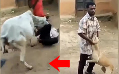 印度男子虐狗遭母牛衝出撞倒 網民：現眼報