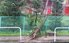 西貢龍蝦灣護老院外 10公尺高松樹黃雨下倒塌