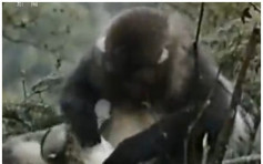瀕危雲南金絲猴產子過程首度曝光