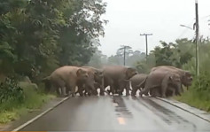 大象小象排队过马路不忘“敬礼”