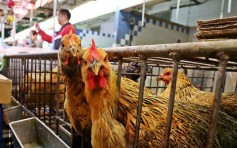 英日韩爆H5N8禽流感 港暂停进口禽类产品
